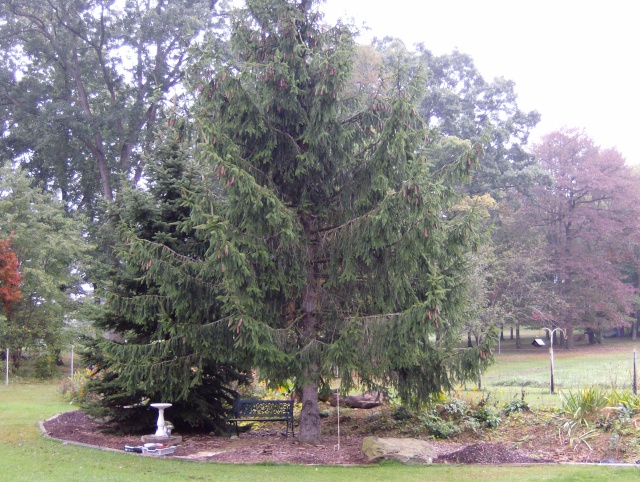 Welcome back to Thee Wollemi Pine ! Hpim9010