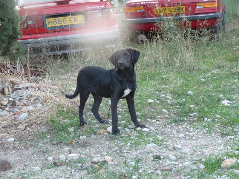 2 chiots croisés à placer Animau11