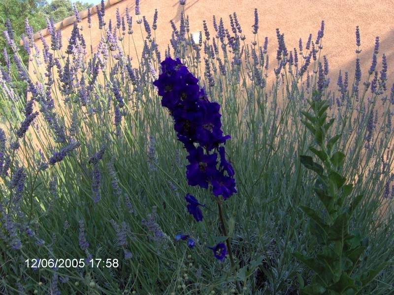 Les fleurs bleues Im000310