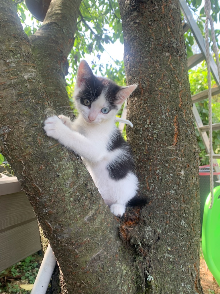 Calendrier 2023 recherche photos de top-chats ! -1383611