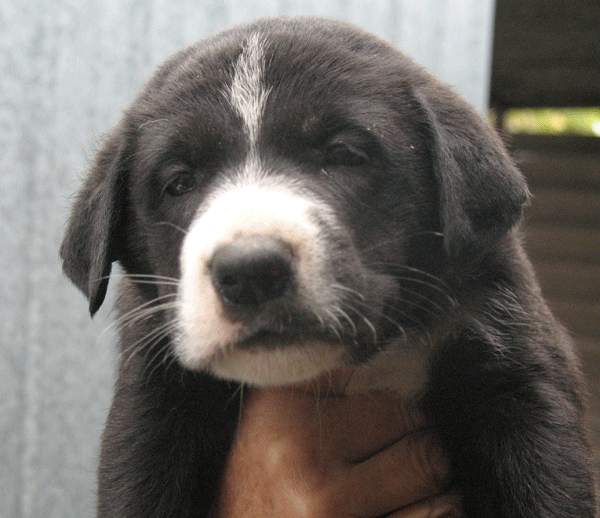 Cuccioli di simil labrador cercano casa. AIUTATECI!!! Cuccio11