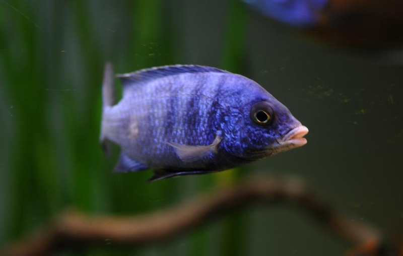 Placidochromis phénochilus Mdoka Reflex14