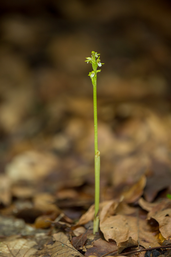 Corallorhiza trifida, Juin'18 _mg_0210