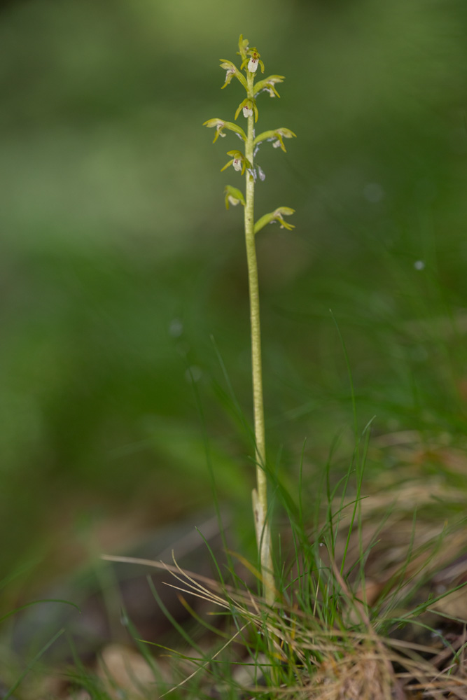 Corallorhiza trifida, Juin'18 _mg_0512