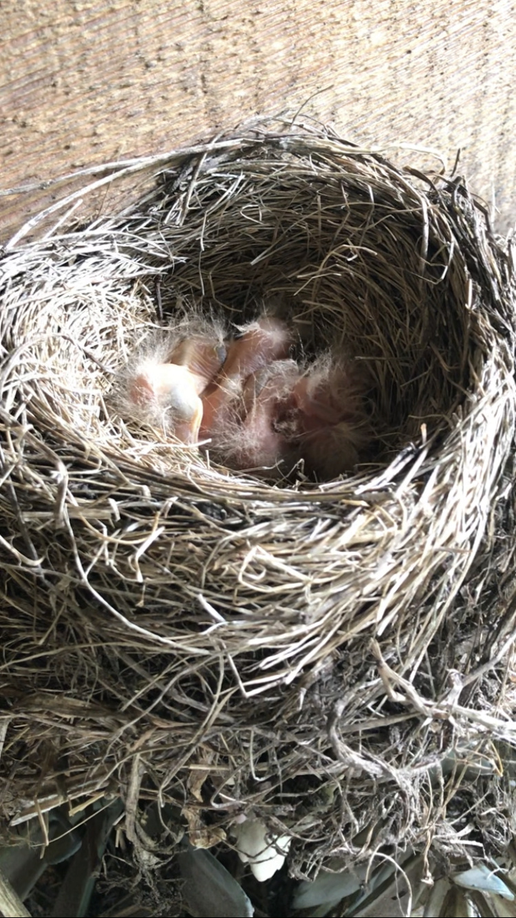 Hawk had breakfast and then took a bath Robins11