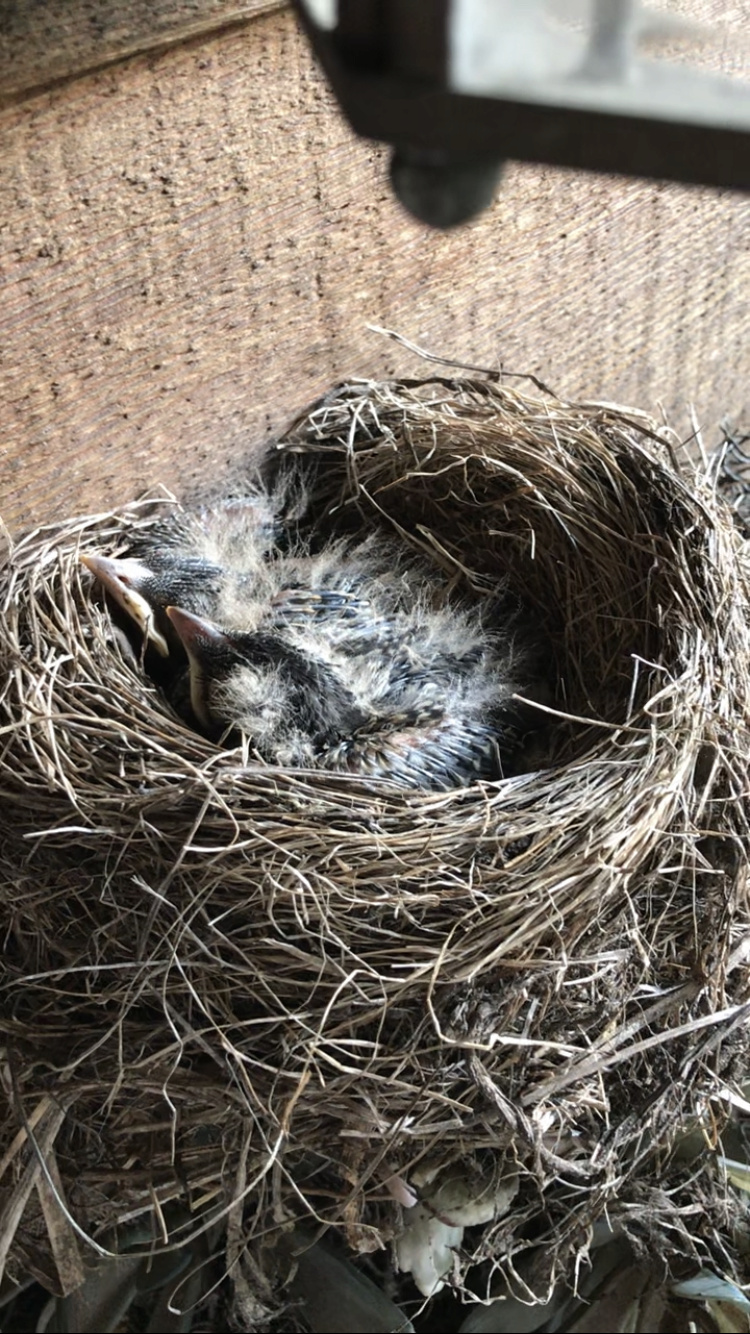 Hawk had breakfast and then took a bath Robins15