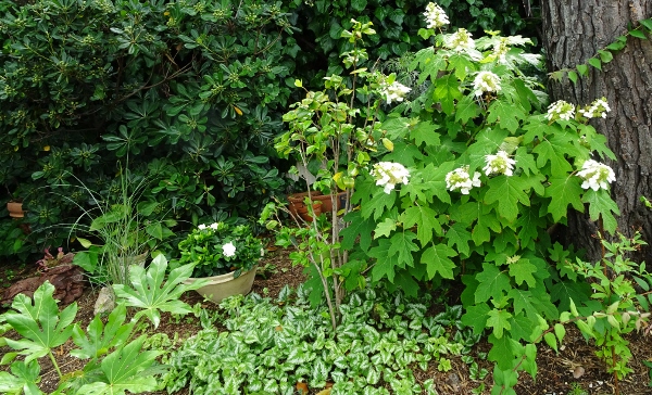 Gardenia rustiques 002_6010