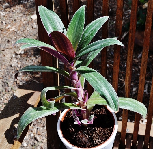 Tradescantia spathacea (= Rhoeo spathacea) 063_5310