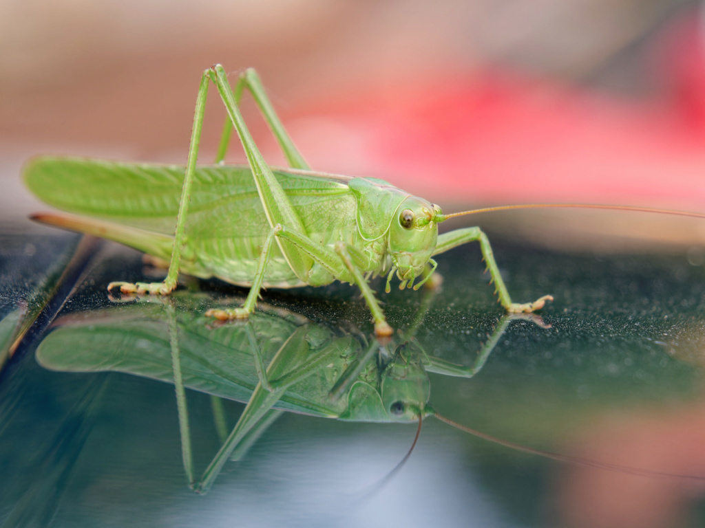 Tettigonia viridissima voyageuse P1009012