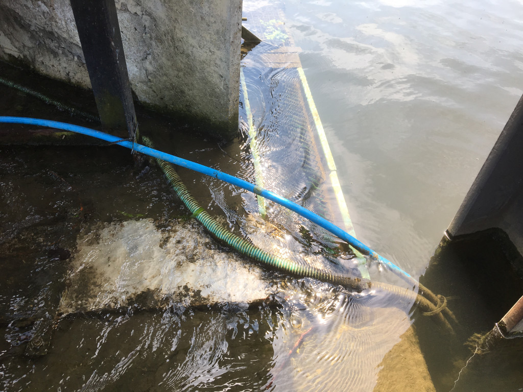 Eel Trap Clean Up/ training 5th May 2018 10am 1024x711