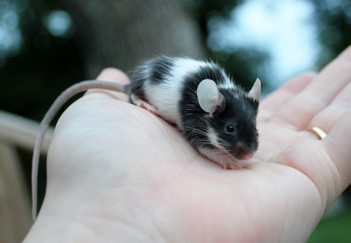 New Mouse + Outdoor Photos! Embarr12