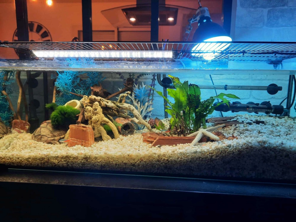 plante - Aquarium avec poissons et tortue / eau adoucie / plante 41643910