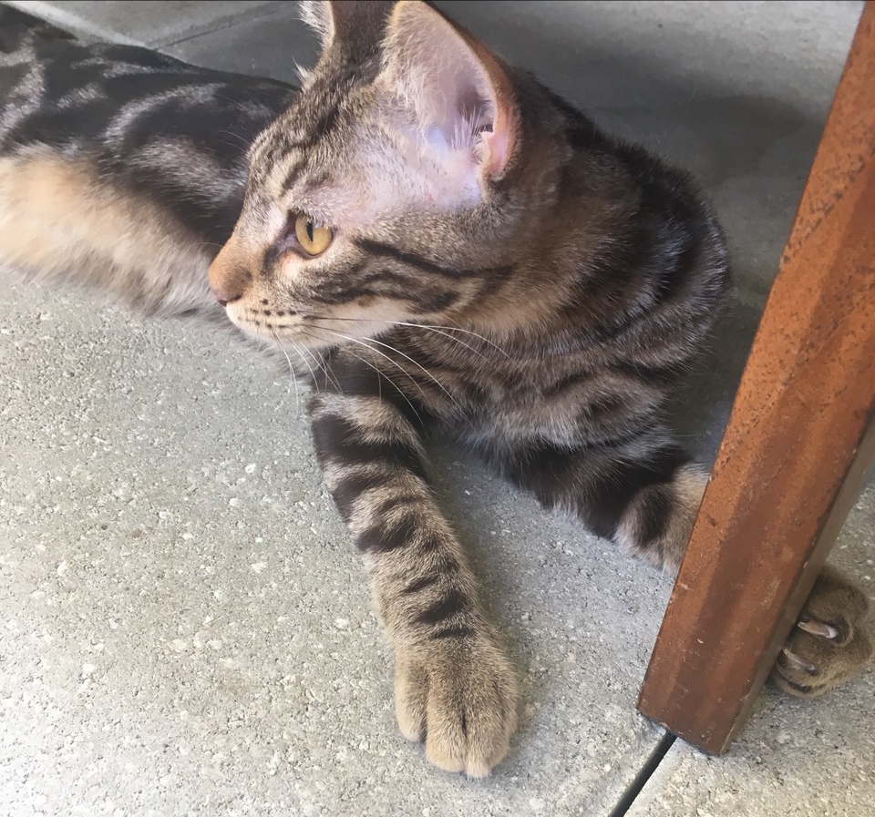 GASTON 20180815