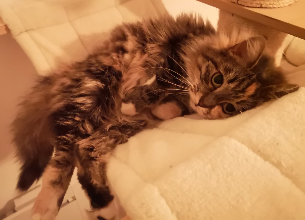 ERELL, chatte femelle tricolore aux poils longs de 5 ans (Date de Naissance 01/07/2017) Img_2332
