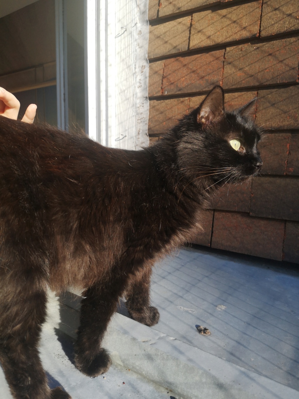 BROOKIE, chatte noire au poils longs d'environ 1,5 ans Img_2629