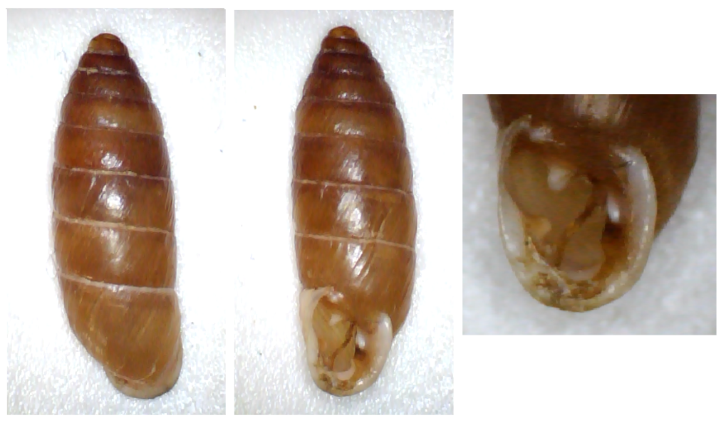 Jaminia quadridens f. elongata (Moquin-Tandon, 1856) Clausi17