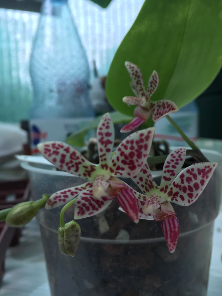Phalaenopsis finley x mariae 10_06_10