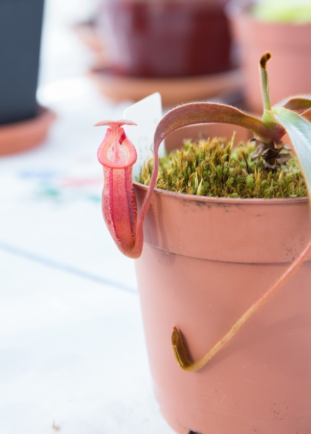 Nepenthes burbidgeae x edwardsiana Img3_114