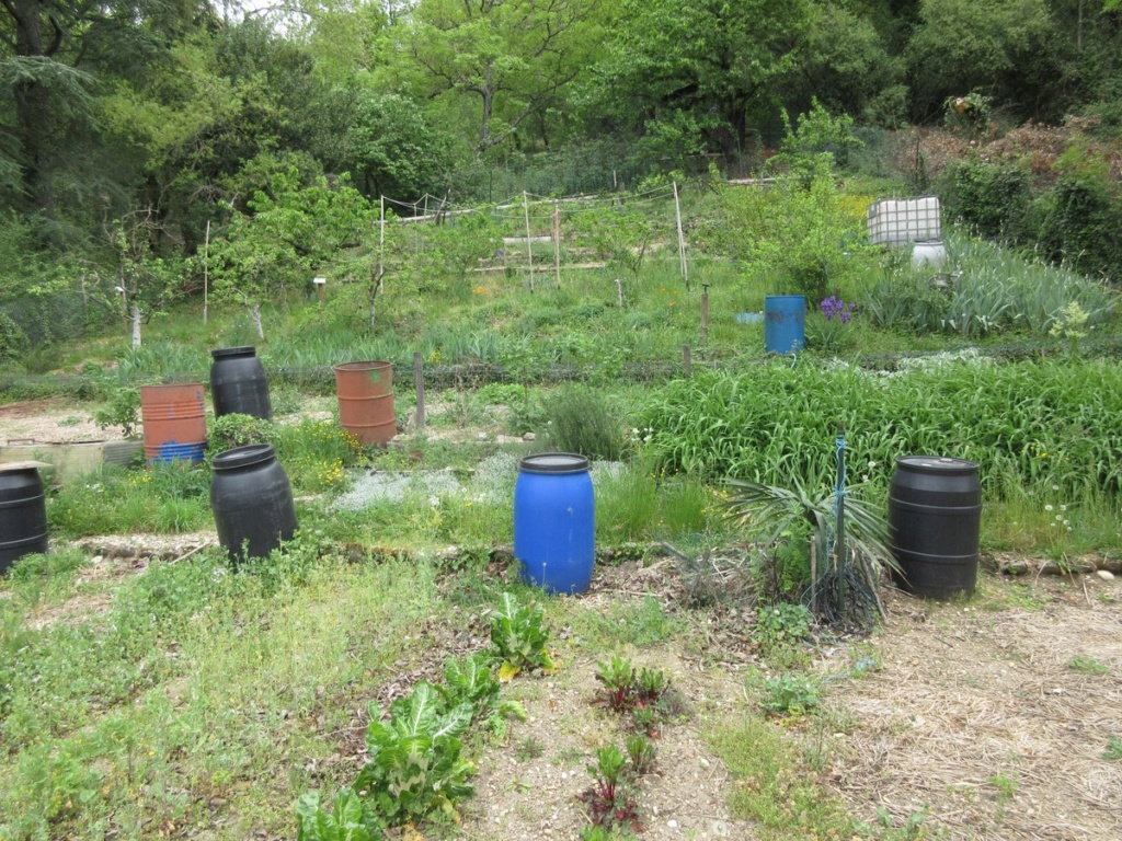 Potager et verger : Le désastre ! Img_1019