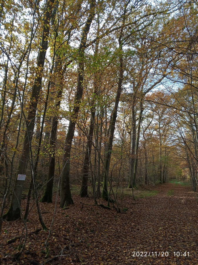 La forêt a mis son manteau d'automne Img_2267