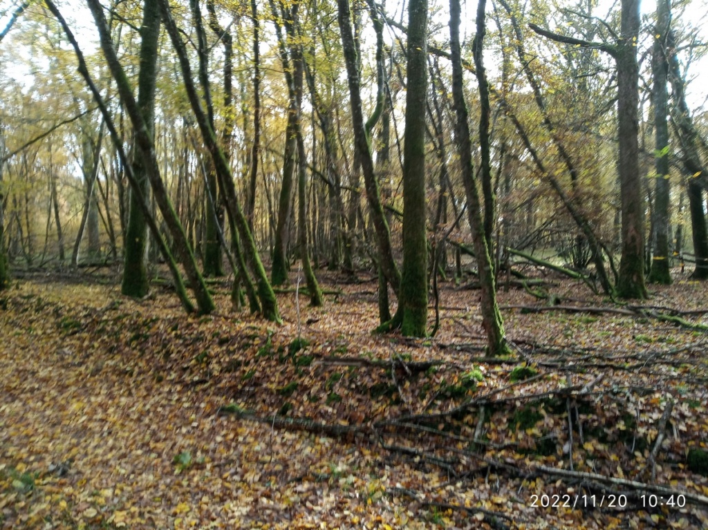 La forêt a mis son manteau d'automne Img_2268