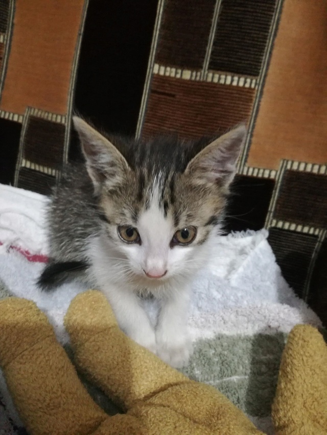 PEPITO, chaton mâle, né environ en mars 2018 - Pascani - adopté par Vanessa(83) Pepite11