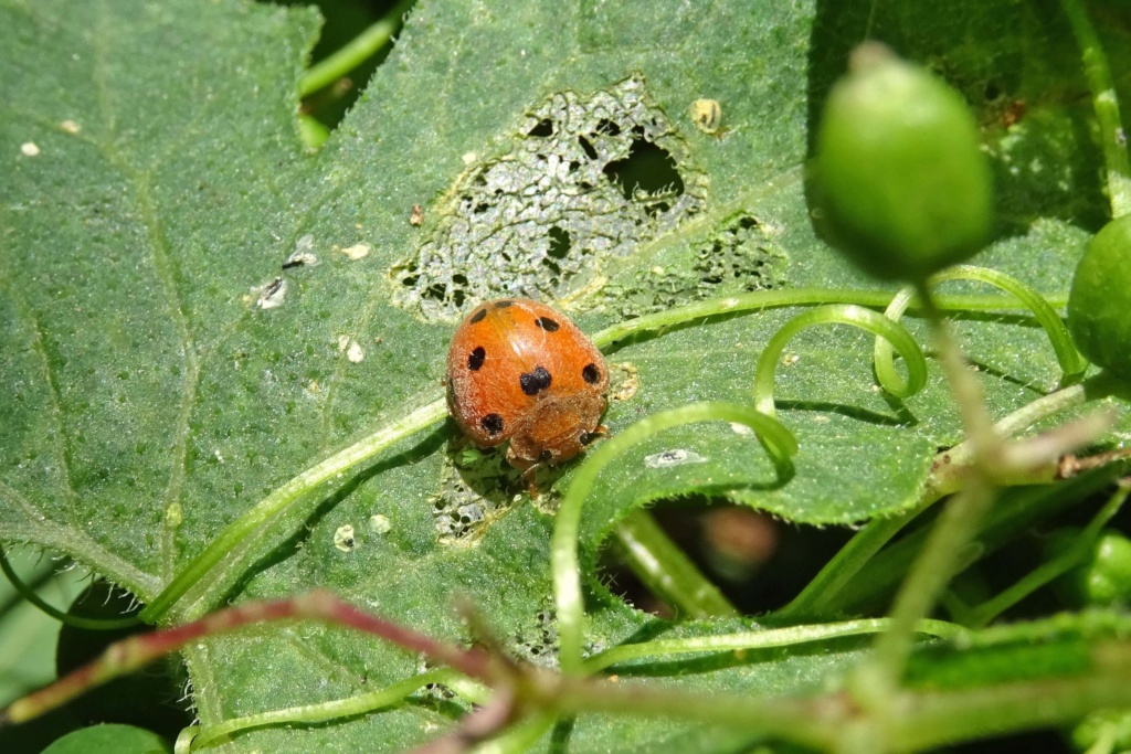 La coccinelle à rechercher en juin : Henosepilachna argus Dsc07210