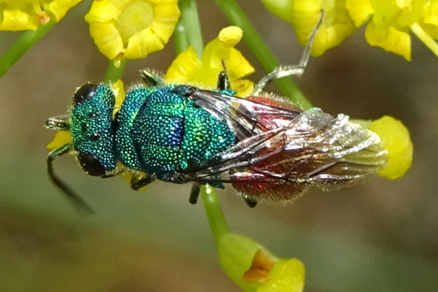 Chrysidae aussi Dsc09010