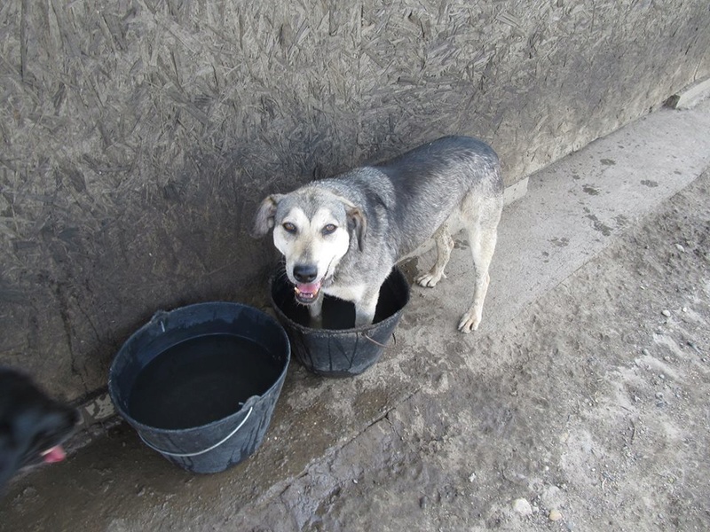 REAA, Née 2013, 15 kg - une chienne sympa - (BELLA) - Prise en charge Association Cent Pas 05_20156