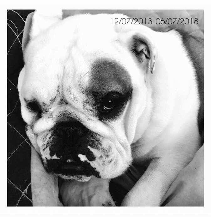 Pumba 12/07/2013 - 06/07/2018 Dfnolq10