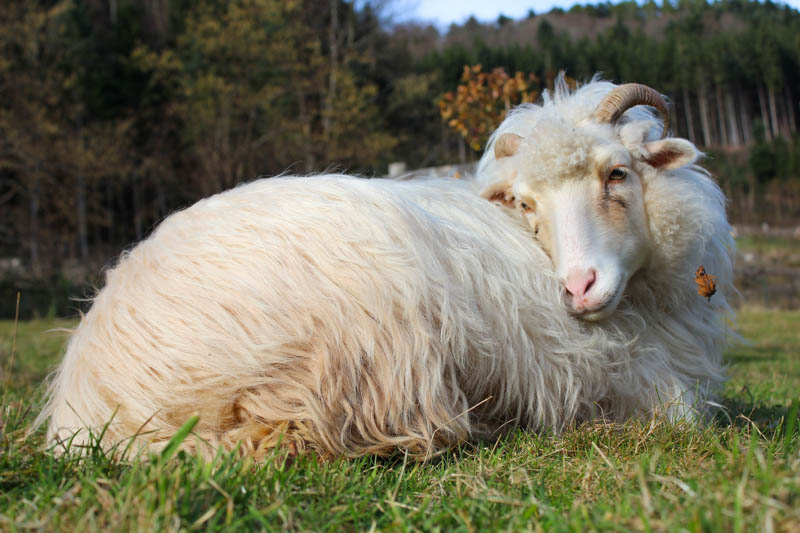 Mouton du Cameroun • Élevage et vente de grands mammifères