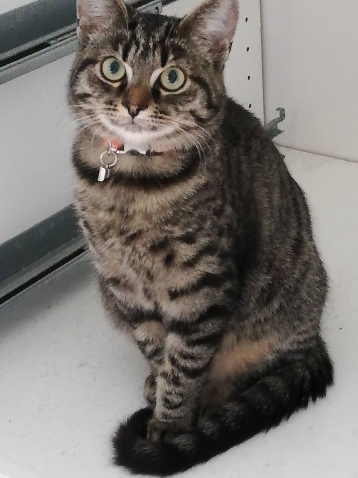 OSMOSE, chatonne européenne marron tabby, née le 29/05/18 45143310