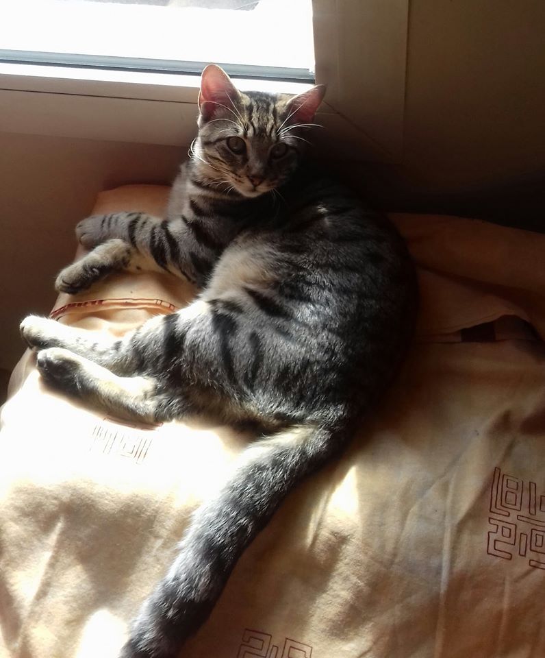 Pancho, chaton mâle tigré marron de type européen, né le 02/09/2019 89545610