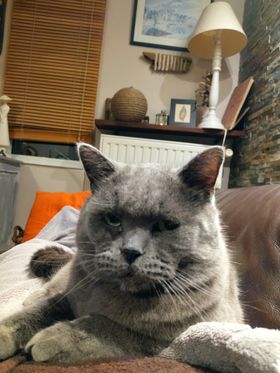 COCO, MALE EUROPEEN DE TYPE CHARTREUX NE LE LE 01/01/2015  Coco110