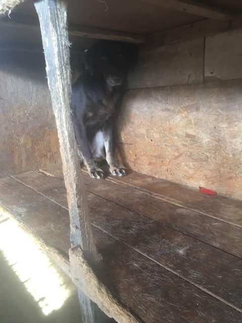 nella - NELLA F-X ,Née 2016 taille 16KG (ORASTIE/FOURRIERE)-URGENCE EUTHA- LA SOEUR DE TANIA - Fb_img41