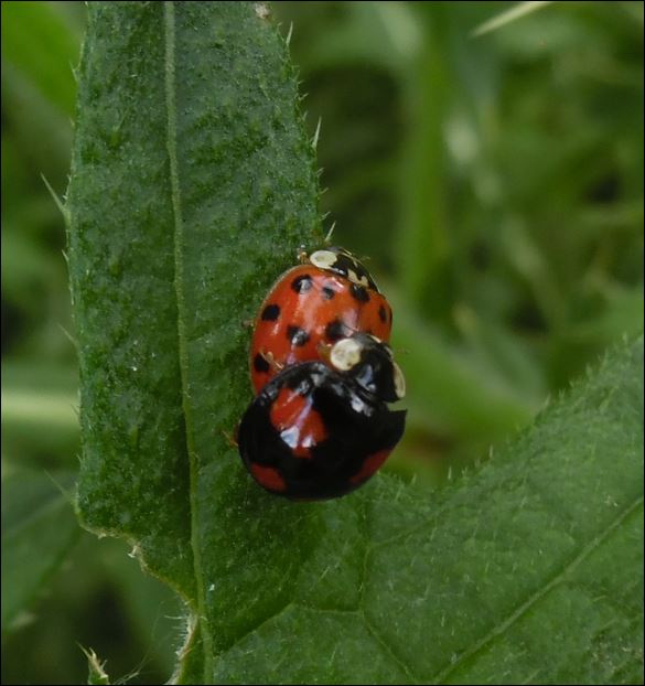 Harmonia axydiris sous diverses formes, 6_harm10