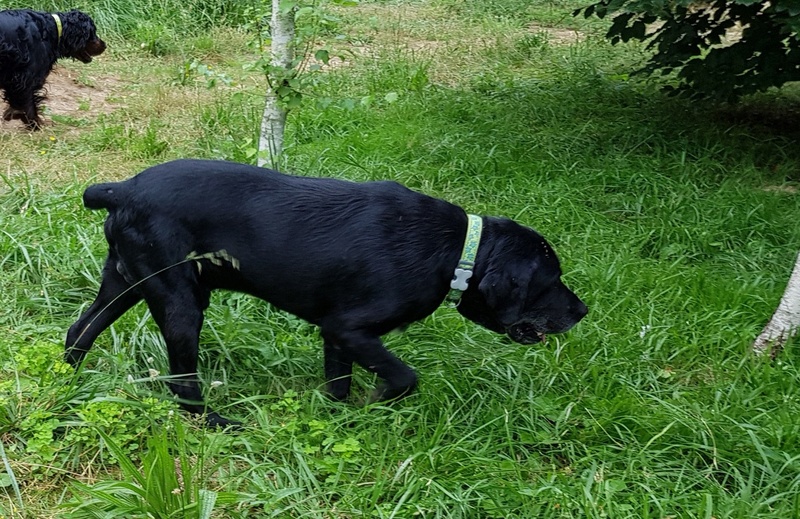 REMUS, croisé Labrador 12 ans - Page 5 20180613