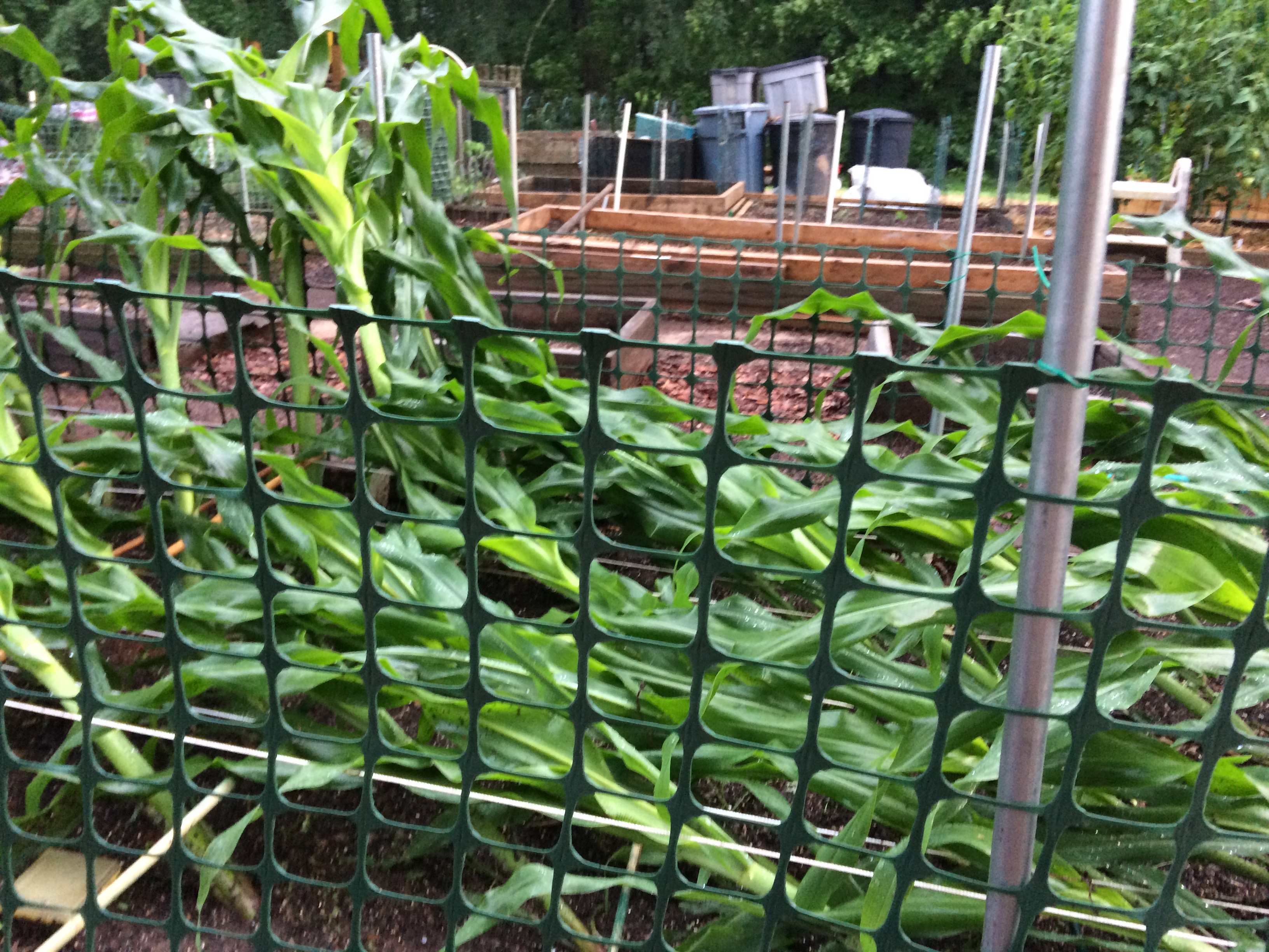 2018/2019 SFG in Brooks, GA - Page 3 Corn_b11