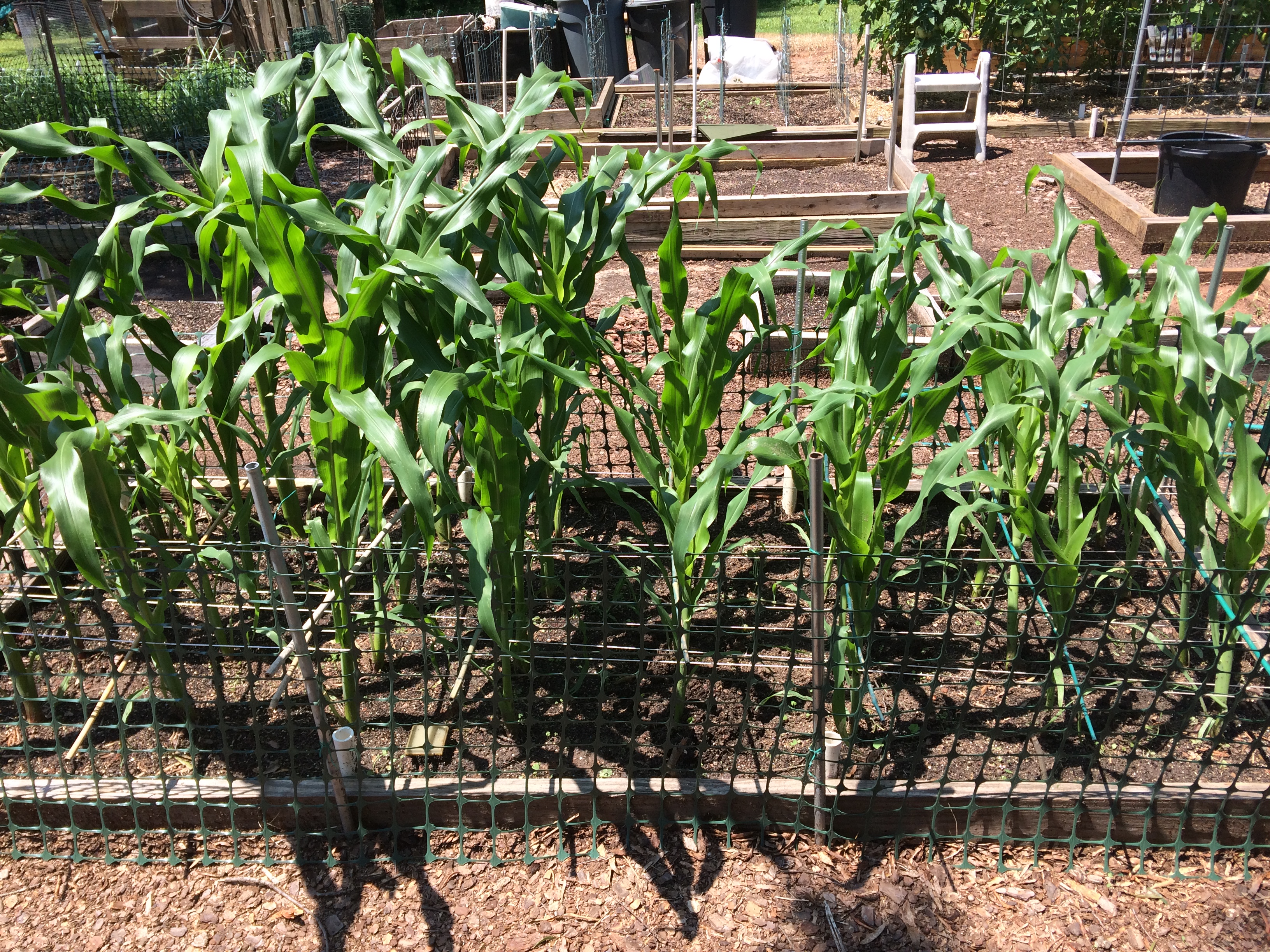 2018/2019 SFG in Brooks, GA - Page 3 Corn_b16