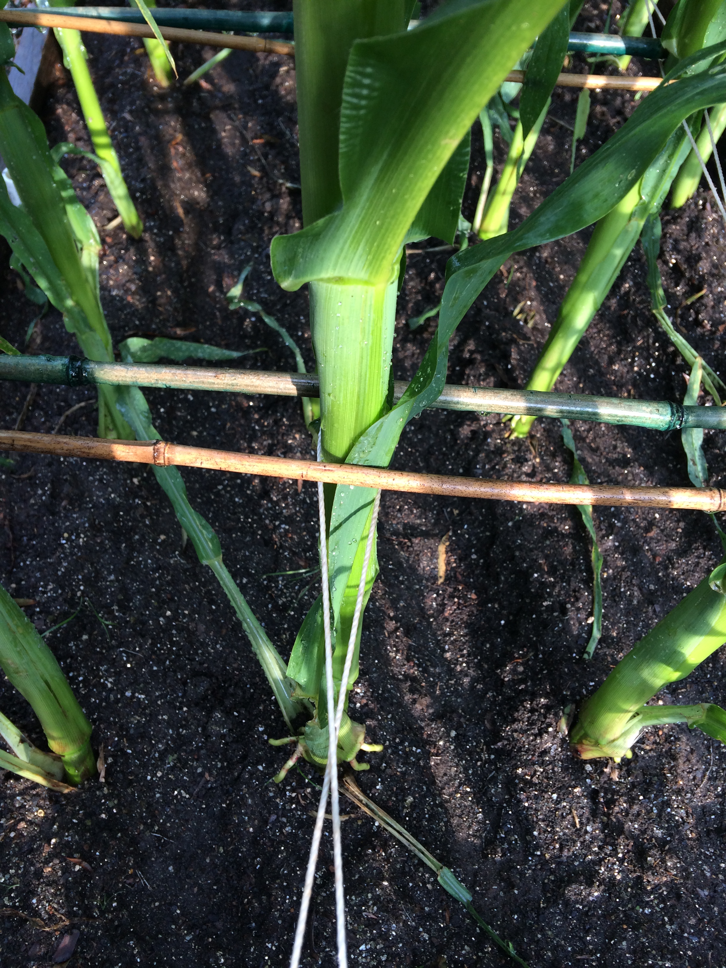 2018/2019 SFG in Brooks, GA - Page 3 Corn_b19