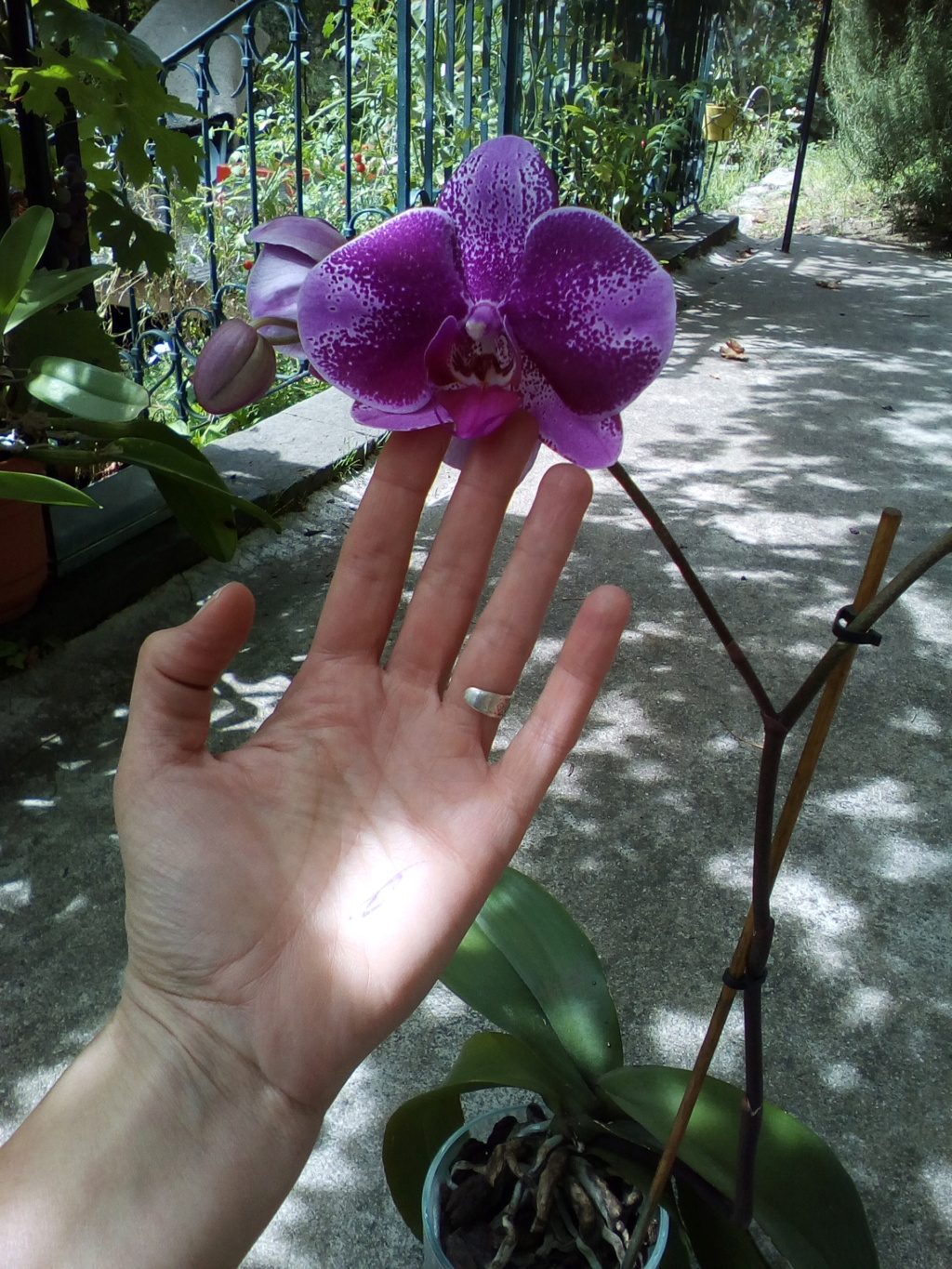 Refloraison de phal vendu comme  "A fleur unique Singolo" Img_2033