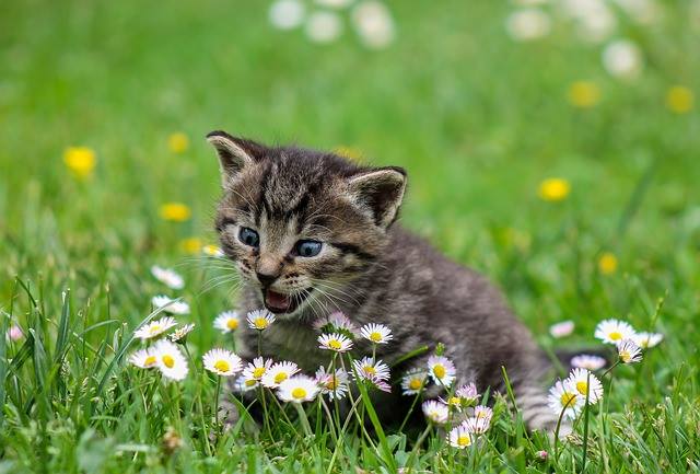 FIGURACIÓN DEL GATO DIMINUTO o CADA CUAL CON SU TEMA 35051110