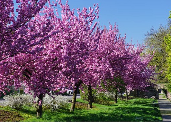 Japanske kirsebærtræer blomstrer! Kirseb12