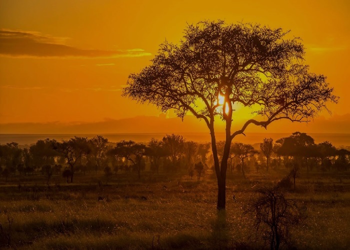 Serengeti Nationalpark i Tanzania! Sereng10