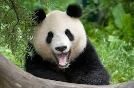 Pandaen smiler til dig i dag på en solskinsdag! Smil_p10