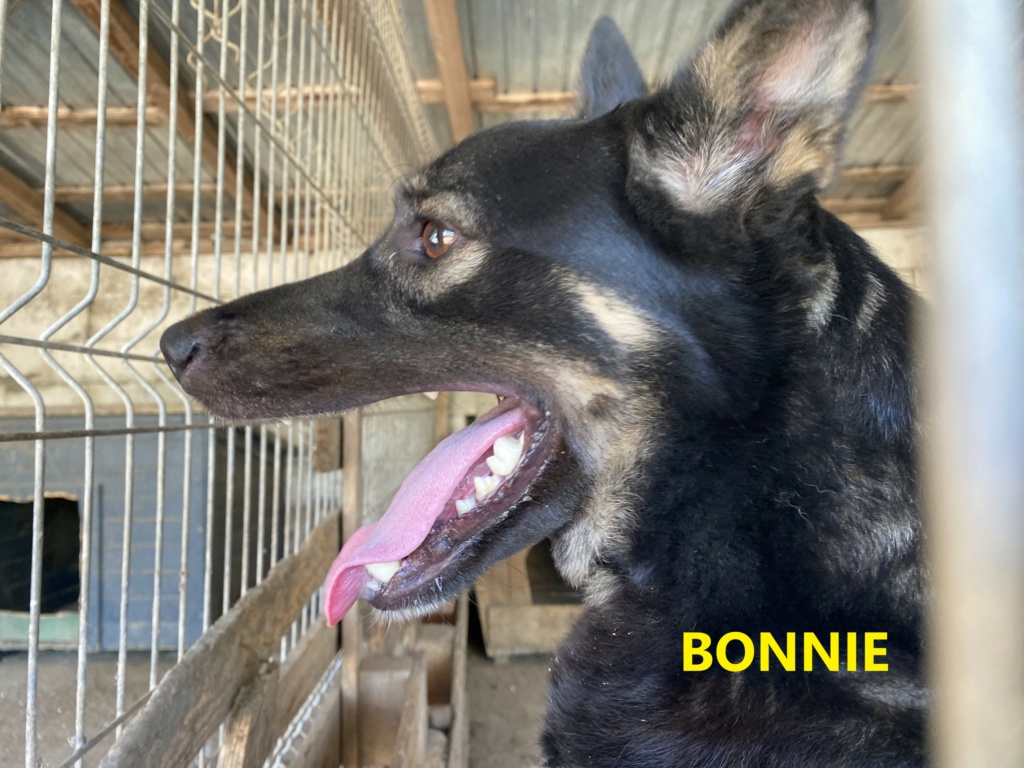 BONNIE NE LE 15/03/2018 FRERE DE RONNIE- MOLUK 16 - Parrainé par Carrat - SC-R-  Bonnie10