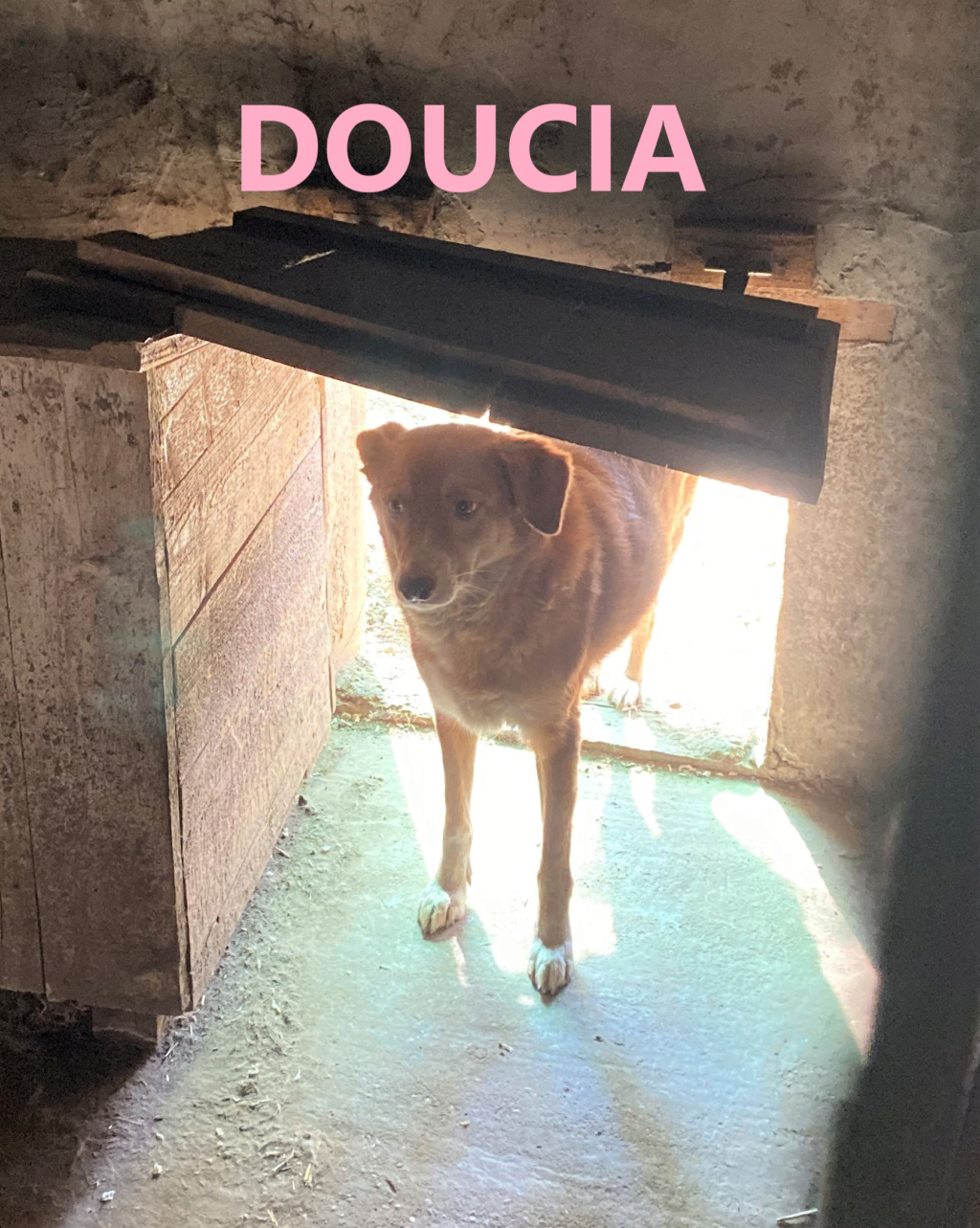 DOUCIA, née en 2012, sauvée de Mihailesti les 16 Avril 2018- parrainée par Bouffy  -R-SC Doucia11