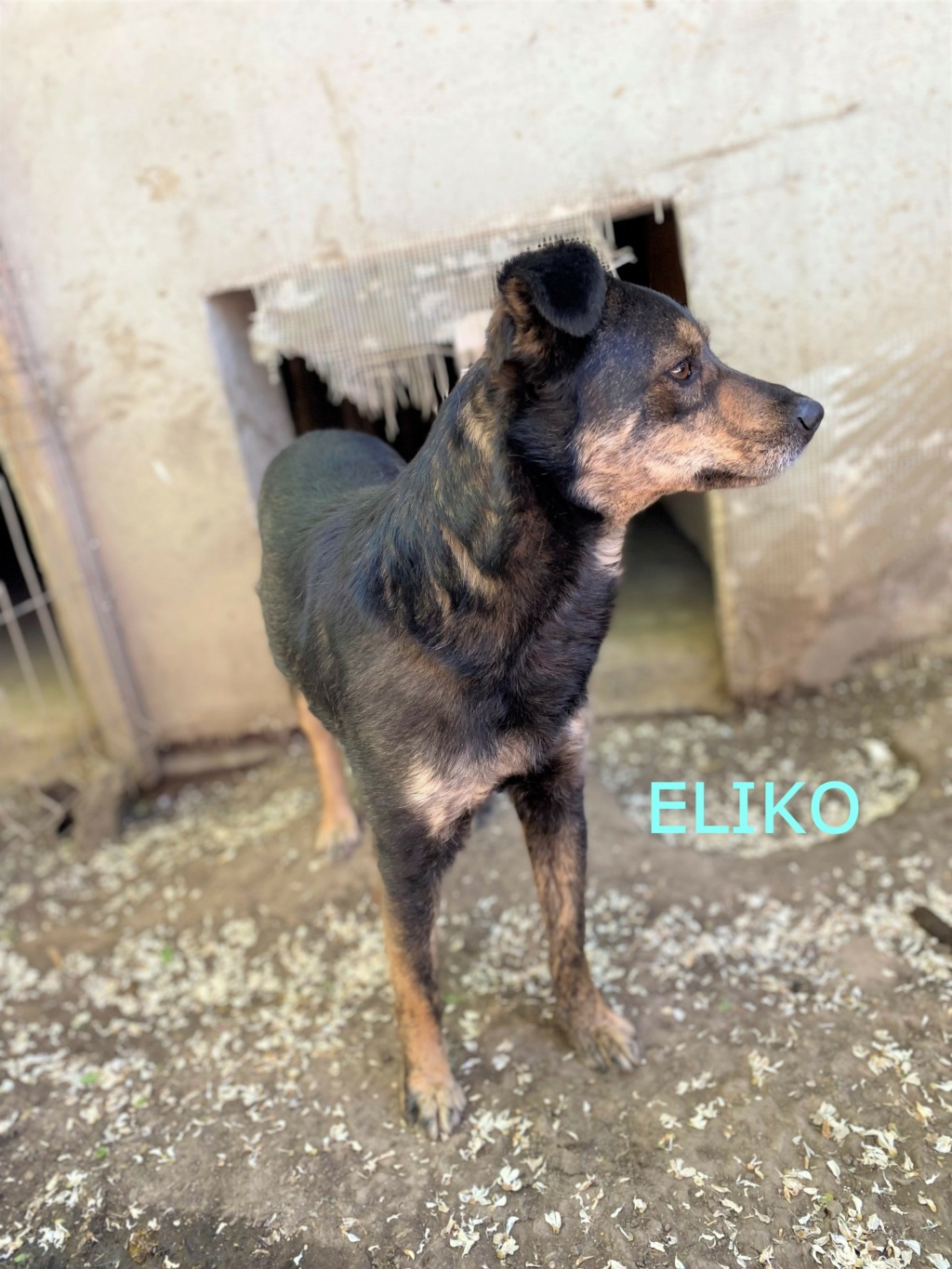 eliko - Éliko, né en 2018, sorti de l'équarrissage le 30/04/2021 - parrainé par Maïlys C. -R-SC Eliko_11