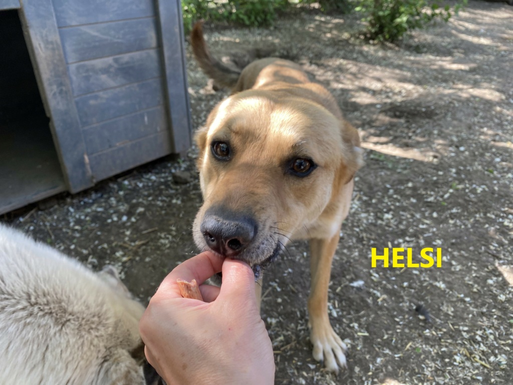 HELSI - née en déc 2017 - bb de Elena - sauvé de l'équarrissage de Bragadiru - marrainée par Connecticut --R-SC-SOS - Page 3 Helsi_13