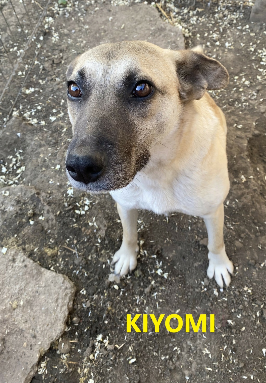 kiyomi - KIYOMI, femelle née le 27/10/2017, EN FA DANS LE 80, sortie de l'équarrissage- parrainée par Flomyspra -SC-R Kiyomi10